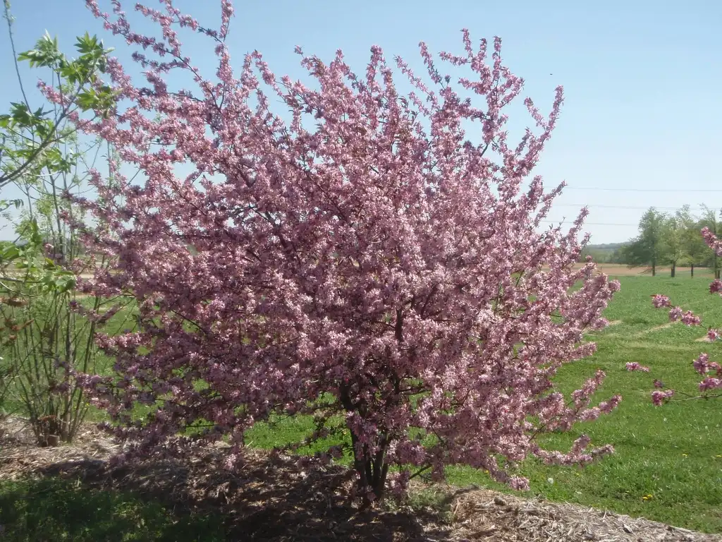 Photo of Malus 'JFS-KW5' ROYAL RAINDROPS (Malus 'JFS-KW5' ROYAL RAINDROPSs)