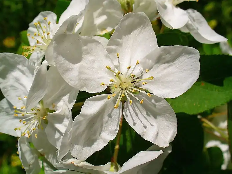 Фото Malus sylvestris (Malus sylvestriss)