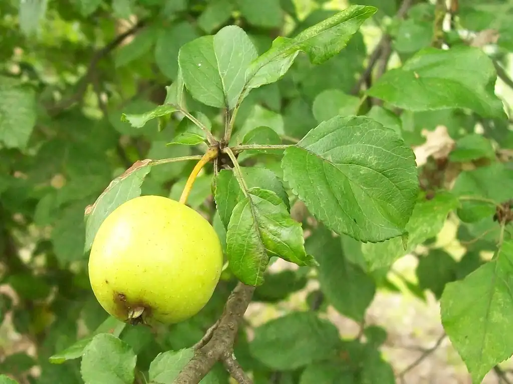 Фото Malus sylvestris (Malus sylvestriss)