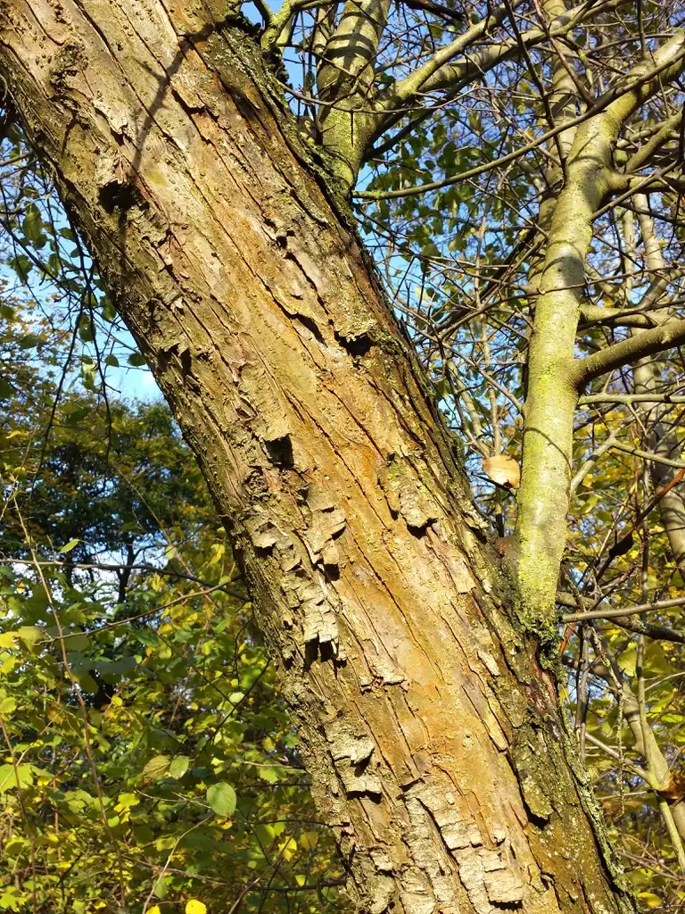 Фото Malus sylvestris - Bark:Stefan Lefnaer