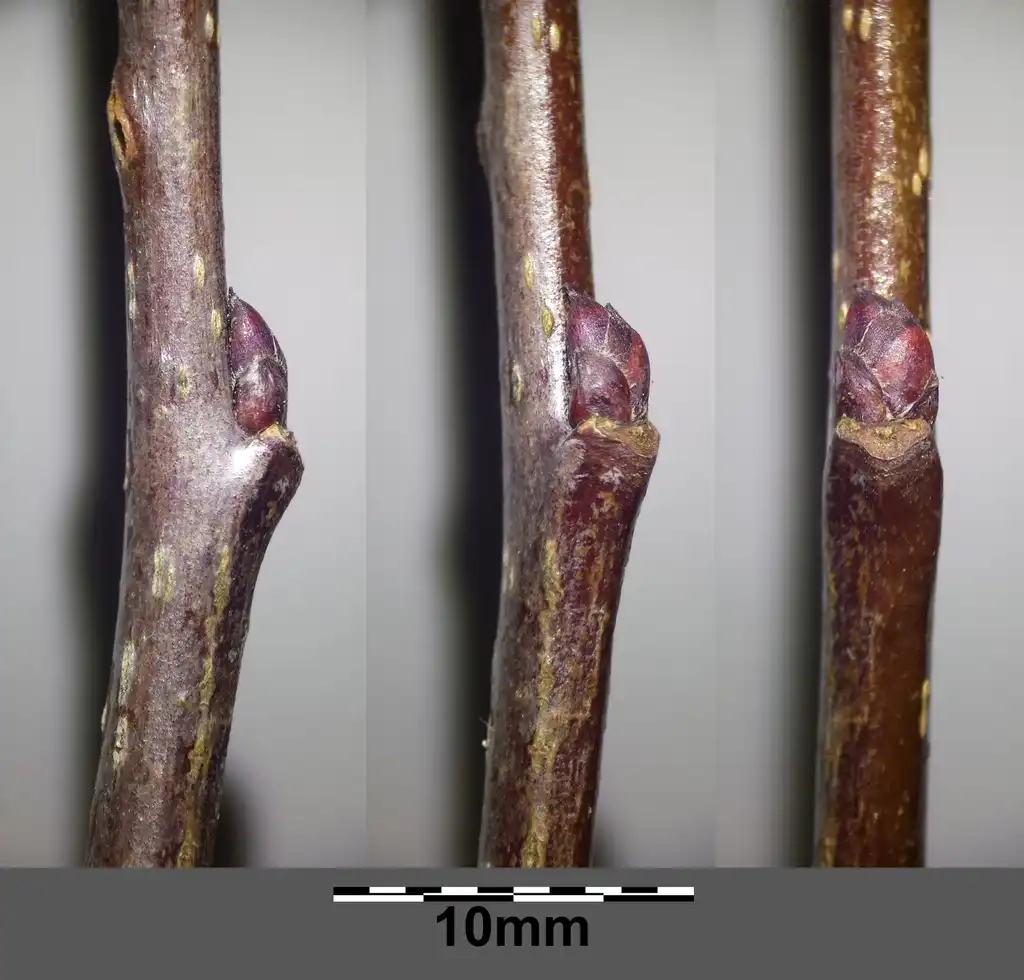 Фото Malus sylvestris - Buds:Stefan Lefnaer