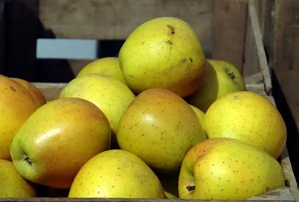 Фото Malus sylvestris - Goldrush Apple:takomabibelot