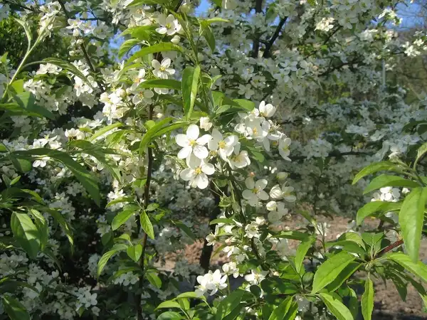 Foto de Malus toringo (Malus toringos)