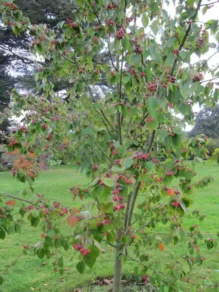 Foto de Malus yunnanensis (Malus yunnanensiss)