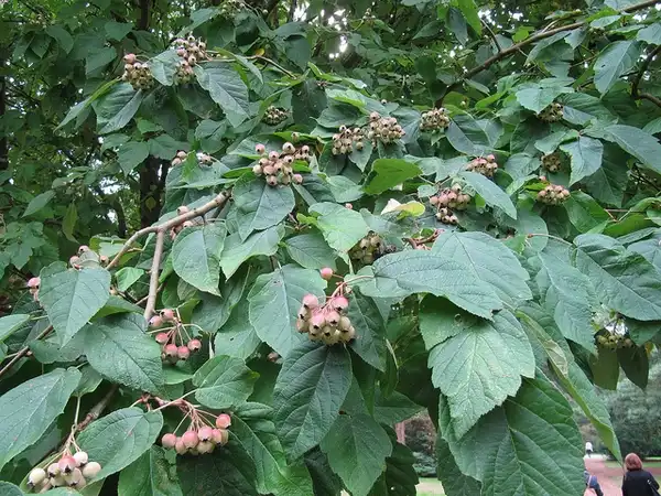 Foto de Malus yunnanensis (Malus yunnanensiss)