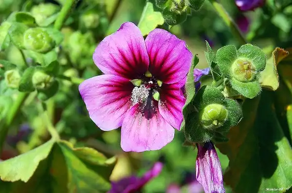 Photo of Malva arborea (Malva arboreas)