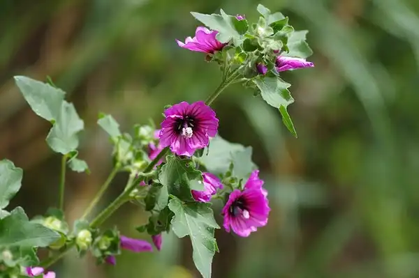 Photo of Malva arborea - :Michael Wunderli