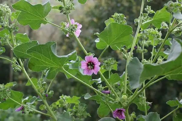 Photo of Malva arborea - :Michael Wunderli