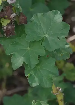 Photo of Malva arborea - :Michael Wunderli