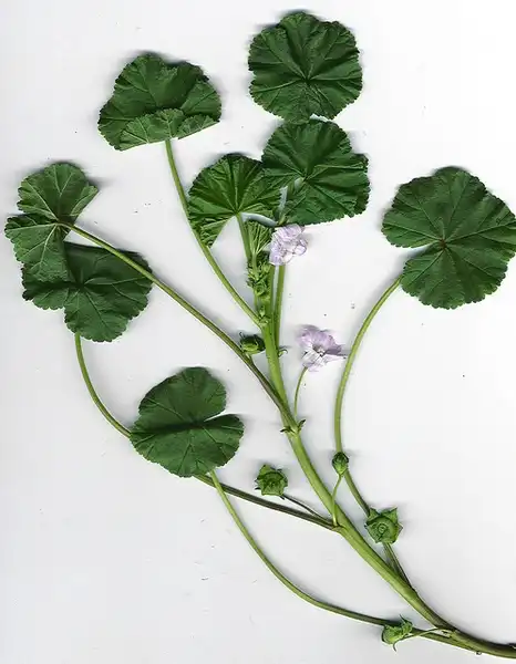 Фото Malva neglecta (Malva neglectas)