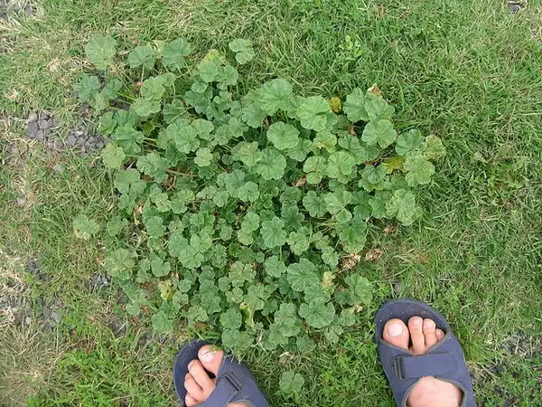 Фото Malva neglecta (Malva neglectas)