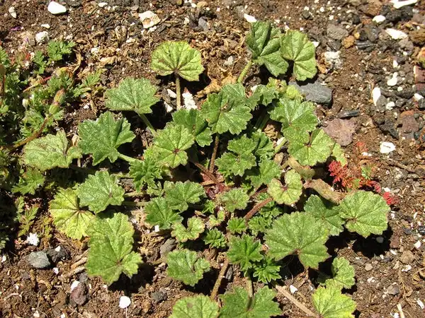 Фото Malva neglecta - Full Plant:Forest and Kim Starr