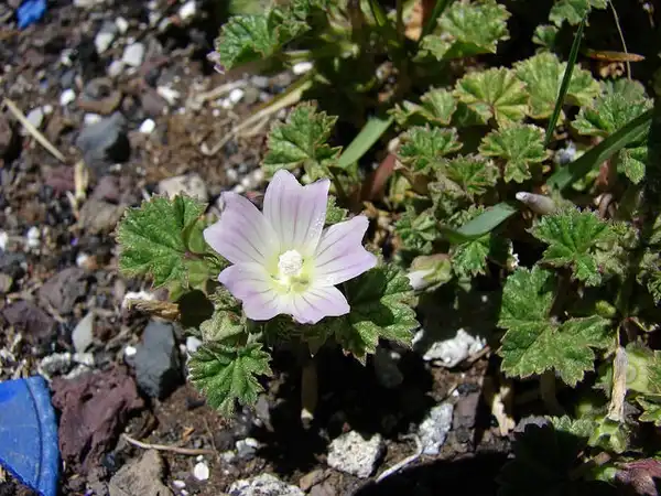 Фото Malva neglecta - Flower:Forest and Kim Starr