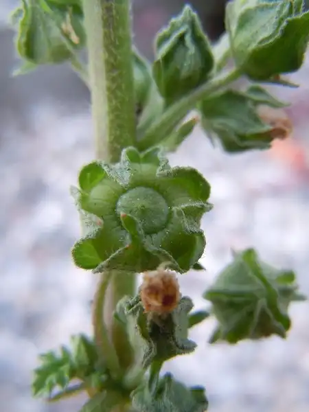 Фото Malva neglecta - Fruit:Matt Lavin