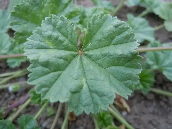Фото Malva neglecta - Leaf:Matt Lavin