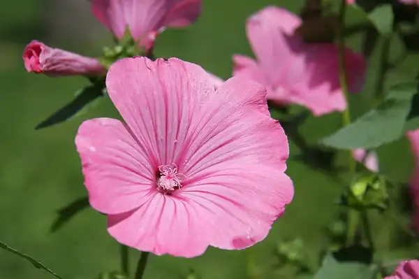 Photo of Malva trimestris (Malva trimestriss)