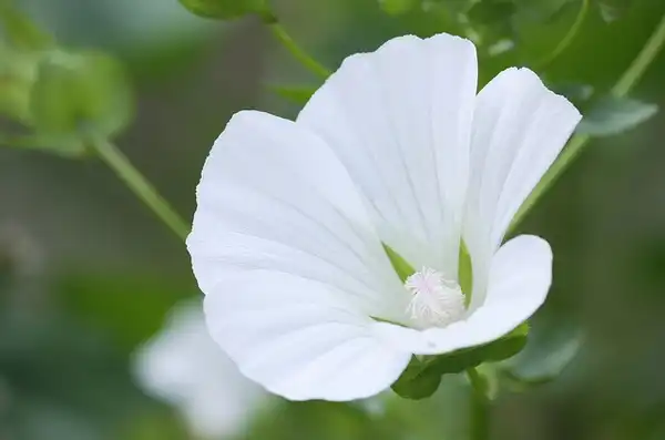 Photo of Malva trimestris (Malva trimestriss)