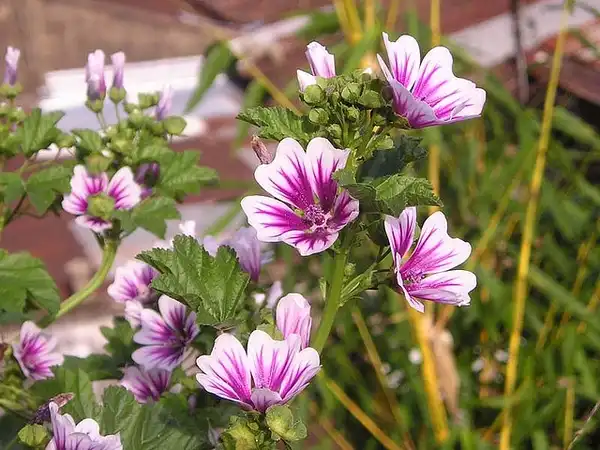 Photo of Malva trimestris - Lavatera trimestris:Robert Lafond
