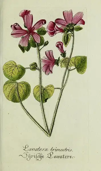 Photo of Malva trimestris - Lavatera trimestris:Biodiversity Heritage Library