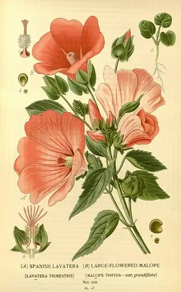 Photo of Malva trimestris - Lavatera trimestris:Biodiversity Heritage Library