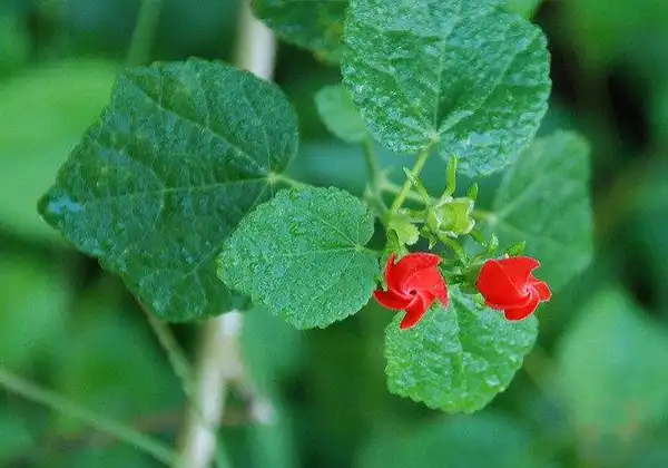 Foto de Malvaviscus arboreus var. drummondii (Malvaviscus arboreus var. drummondiis)