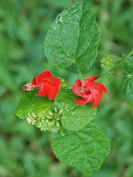Foto de Malvaviscus arboreus var. drummondii (Malvaviscus arboreus var. drummondiis)