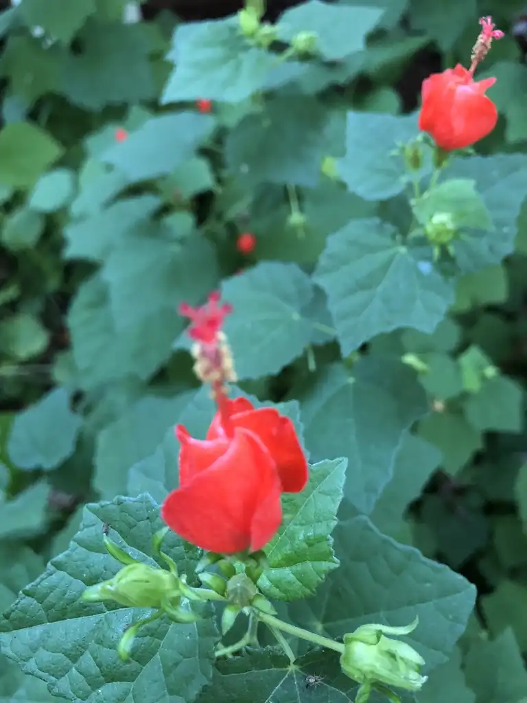 Foto de Malvaviscus arboreus var. drummondii - Flower and Leaves (Wake County, NC):Cathy Dewitt