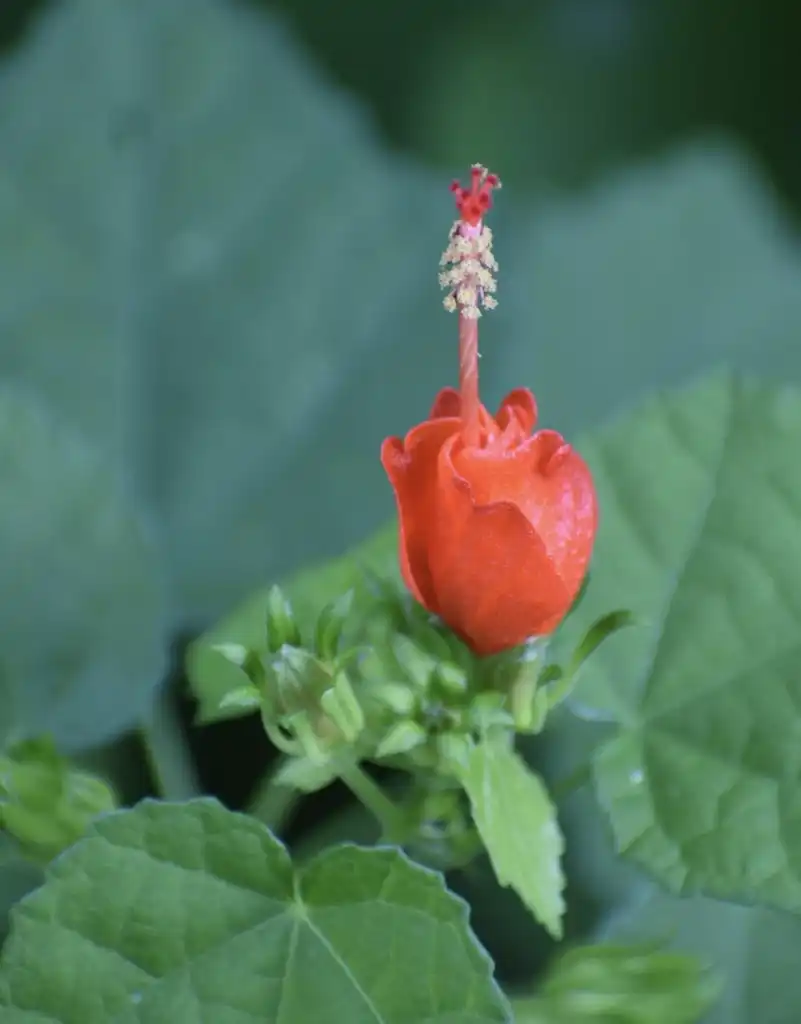 Foto de Malvaviscus arboreus var. drummondii - Flower (Warren County,NC):Cathy Dewitt