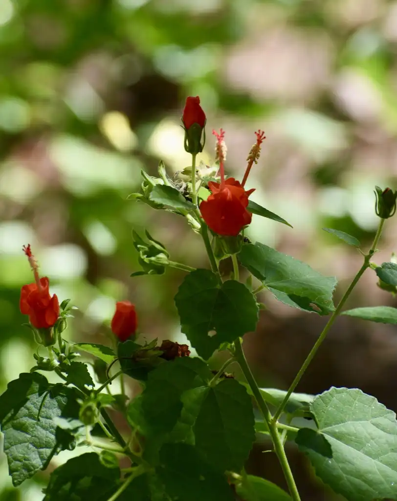 Foto de Malvaviscus arboreus var. drummondii - Flower (Warren County, NC)-Mid Fall:Cathy Dewitt