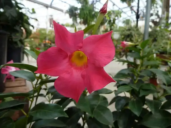 Photo of Mandevilla sanderi (Mandevilla sanderis)