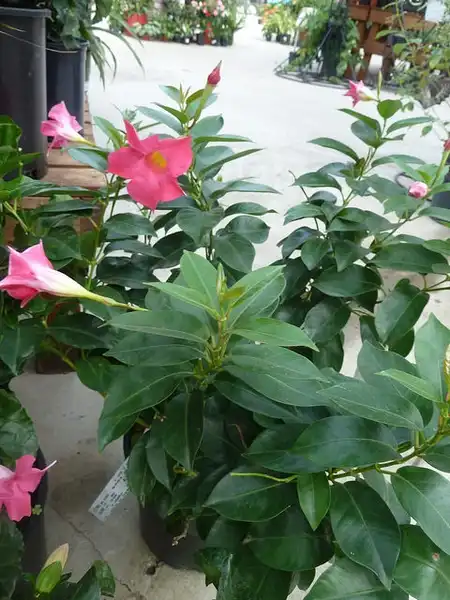 Photo of Mandevilla sanderi (Mandevilla sanderis)