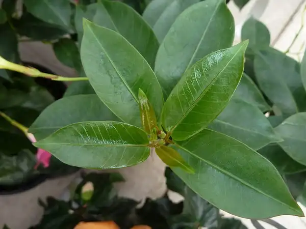Photo of Mandevilla sanderi - Dipladenia sanderi 'sunparasolpink':Kathleen Moore