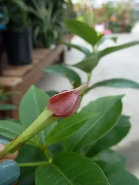 Photo of Mandevilla sanderi - Dipladenia sanderi 'sunparasolpink':Kathleen Moore