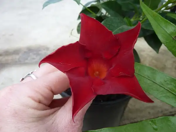 Photo of Mandevilla sanderi - Dipladenia sanderi 'sunparasolcrimson':Kathleen Moore