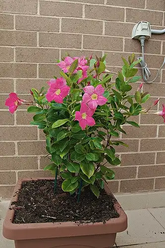 Photo of Mandevilla sanderi - Whole plant:Brian Yap