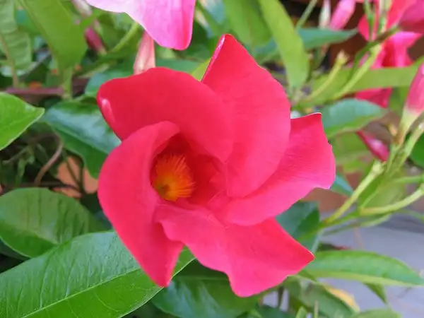 Photo of Mandevilla sanderi - Flower close up:Shihmel Barger