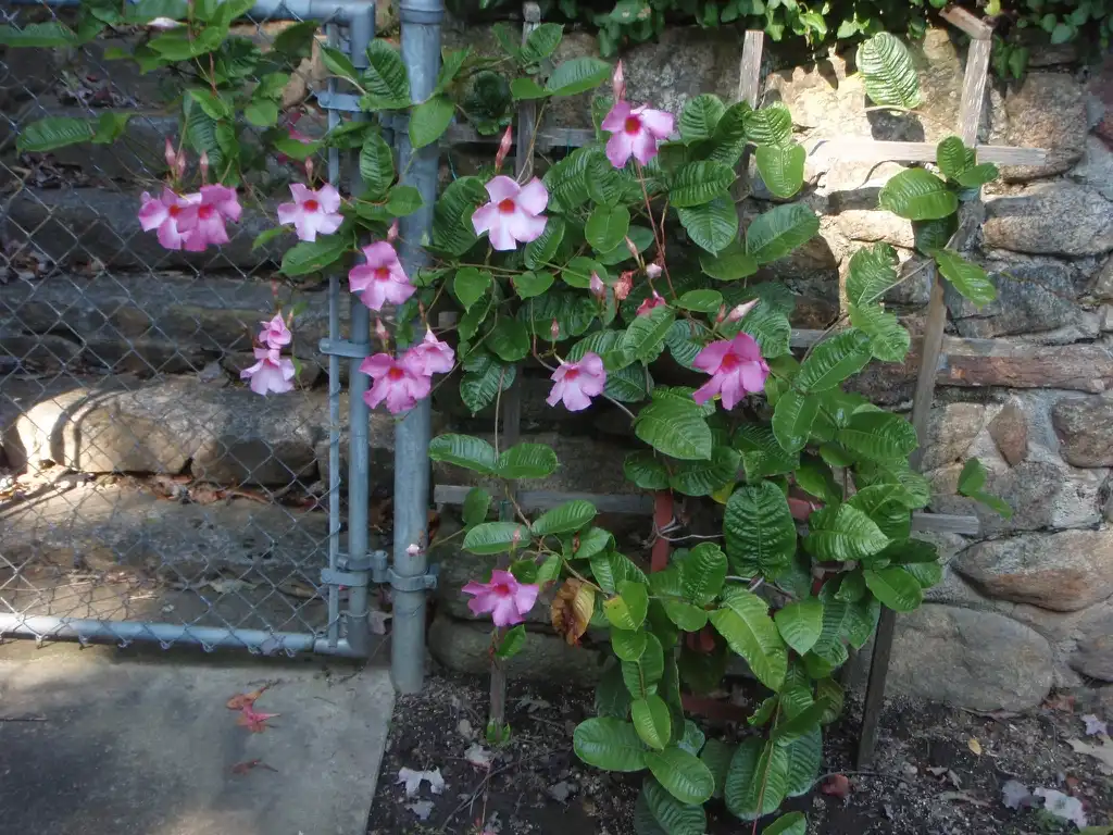 Photo of Mandevilla sanderi - Flower and Leaves:Jim Robbins