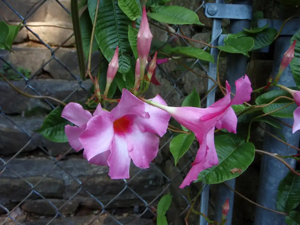Photo of Mandevilla sanderi - Flower:Jim Robbins