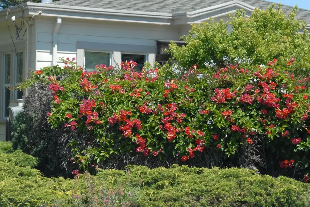 Photo of Mandevilla sanderi - Flower Form:Jim Robbins