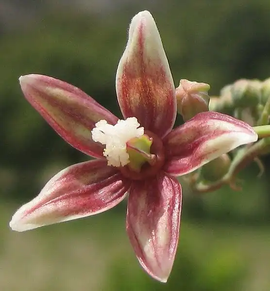 Фото Manihot esculenta - Manihot esculenta, female flowers:Tom Rulkens