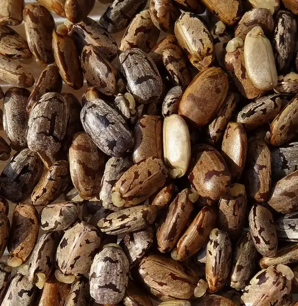 Фото Manihot esculenta - Manihot esculenta, seeds:Tom Rulkens