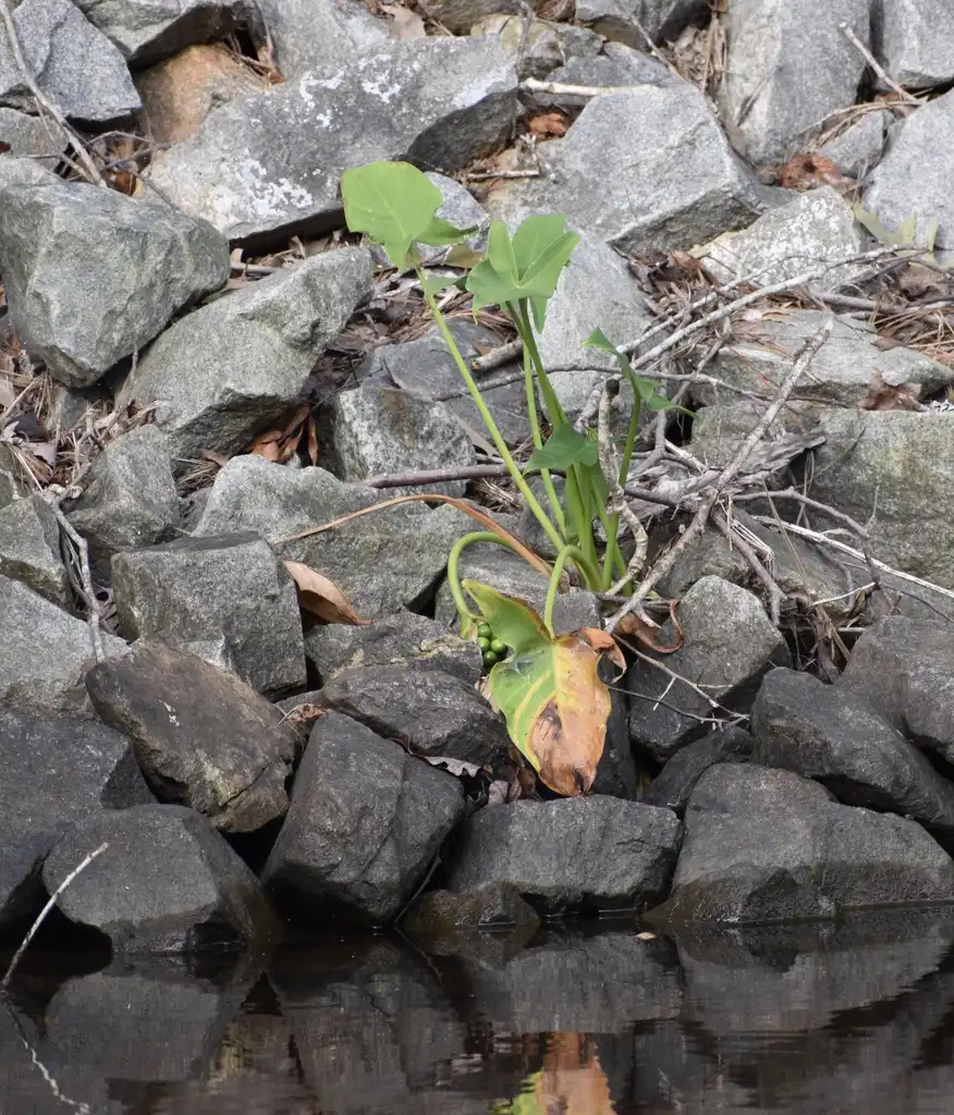 Foto de Maranta arundinacea (Maranta arundinaceas)
