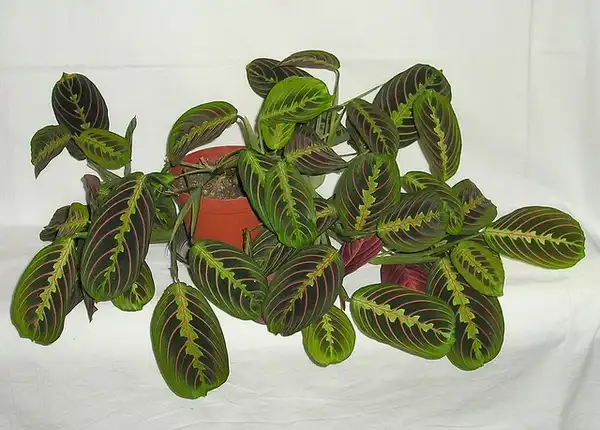 Foto de Maranta leuconeura (Maranta leuconeuras)