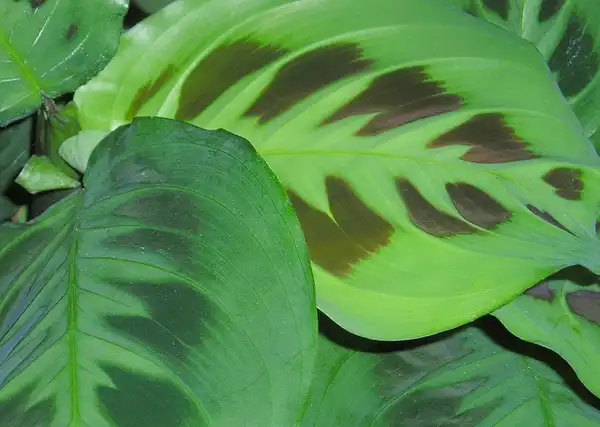 Foto de Maranta leuconeura (Maranta leuconeuras)