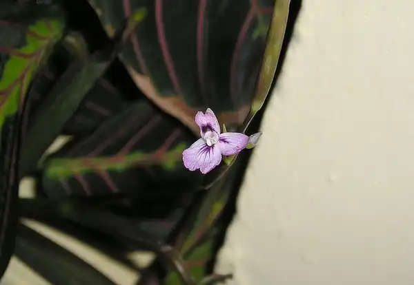 Foto de Maranta leuconeura - Small flower:Maja Dumat