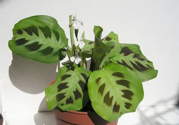 Foto de Maranta leuconeura - :Maja Dumat