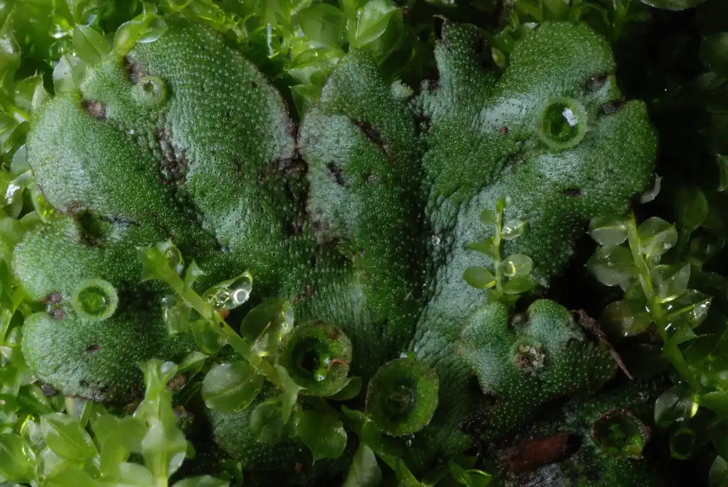 Фото Marchantia polymorpha (Marchantia polymorphas)