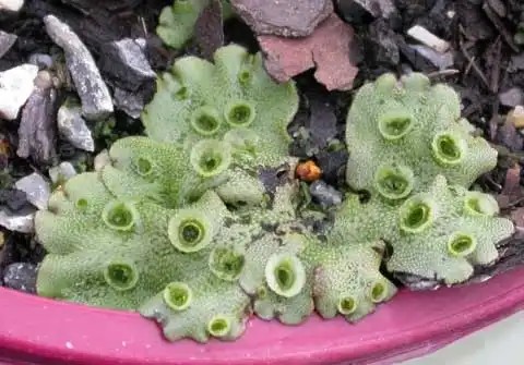 Фото Marchantia polymorpha (Marchantia polymorphas)