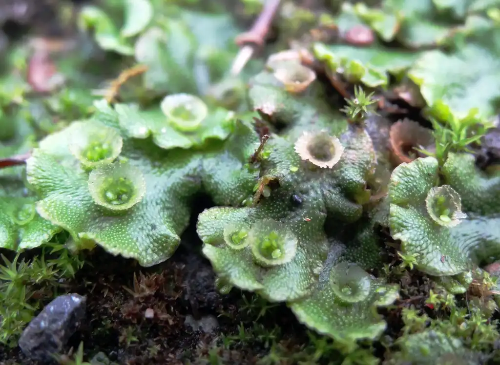 Фото Marchantia polymorpha - Form close up:AJC1
