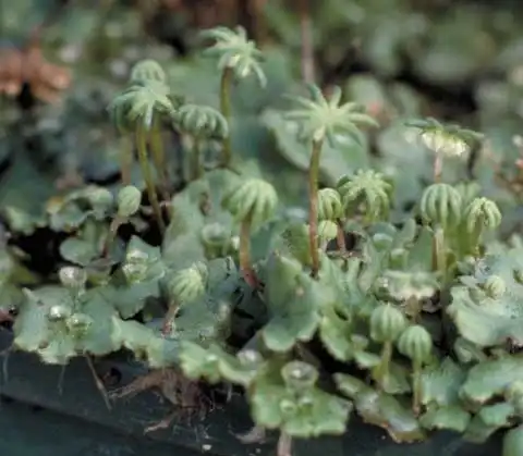 Фото Marchantia polymorpha - Spore Stalk:J. Neal
